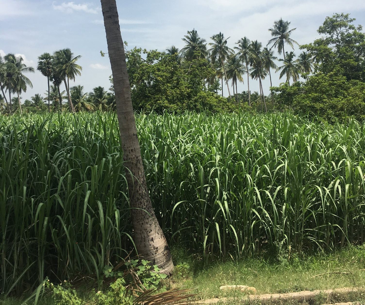 Vriksha Farms Banner