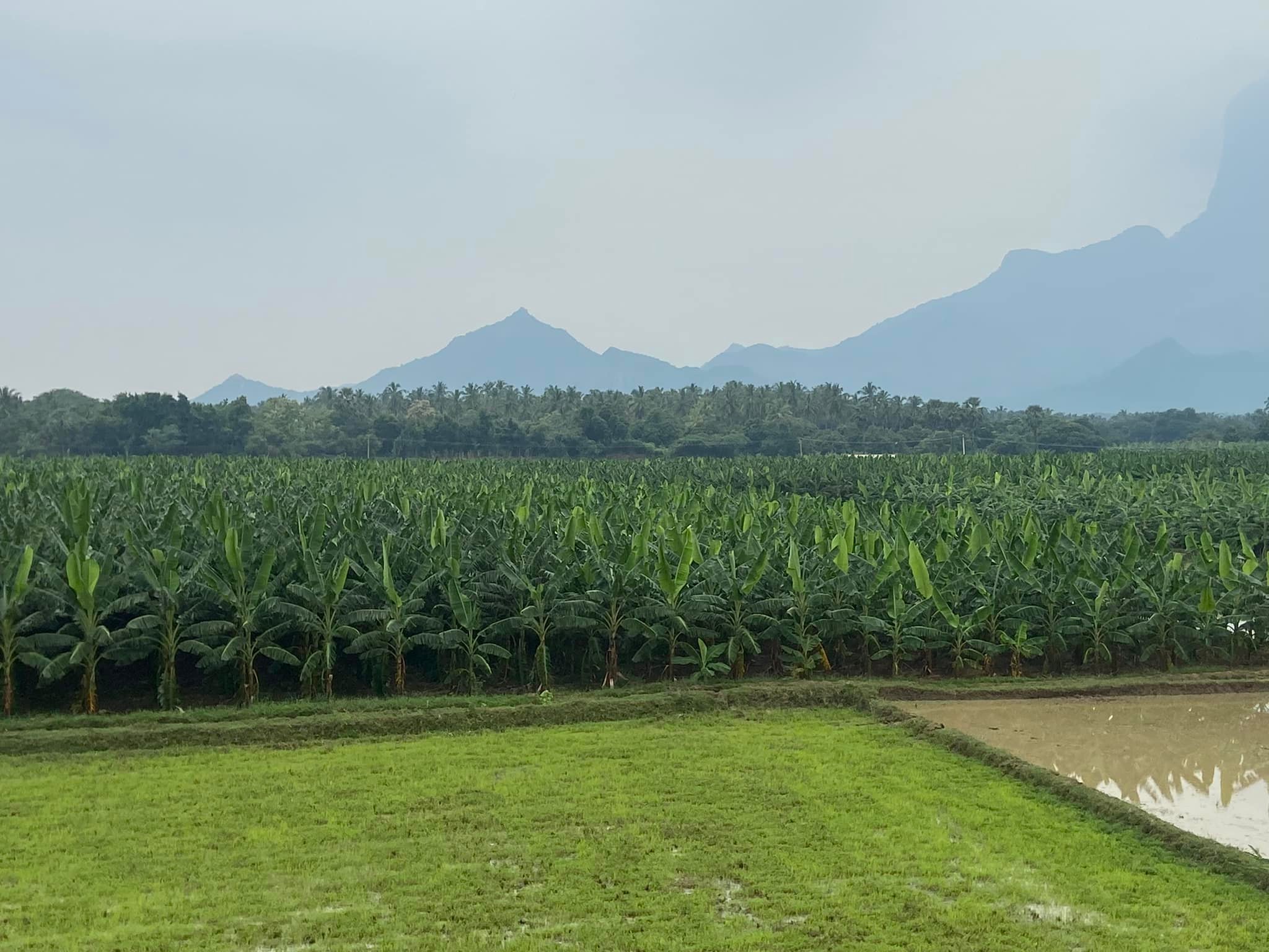 Vriksha Farms Banner
