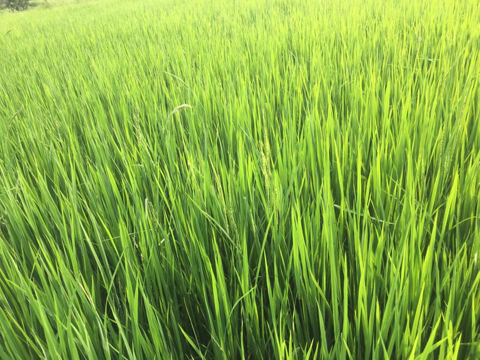 Vriksha Farms Banner
