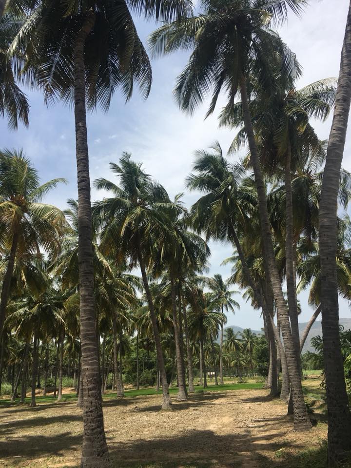 47 Cents Coconut Grove